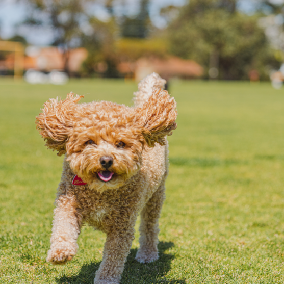 toy cavapoo tan cavapoo running on grass